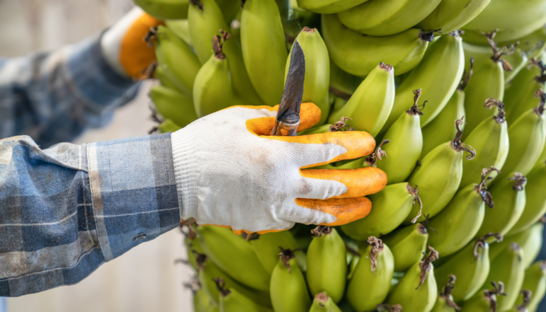 Banana
