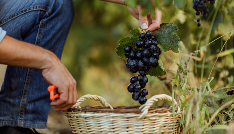 Grapes
