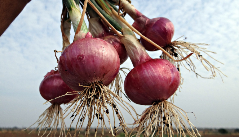 Fresh Onions