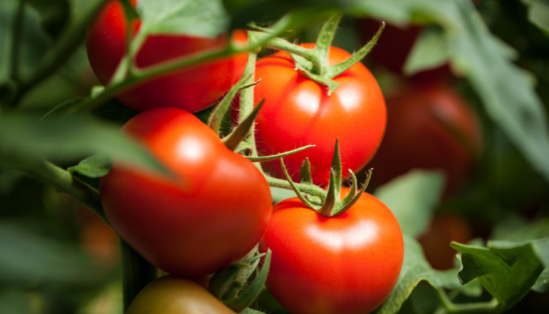 Farm Fresh Tomatoes